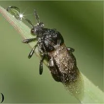 thumbnail for publication: Wedge-Shaped Beetles (suggested common name) Ripiphorus spp. (Insecta: Coleoptera: Ripiphoridae)